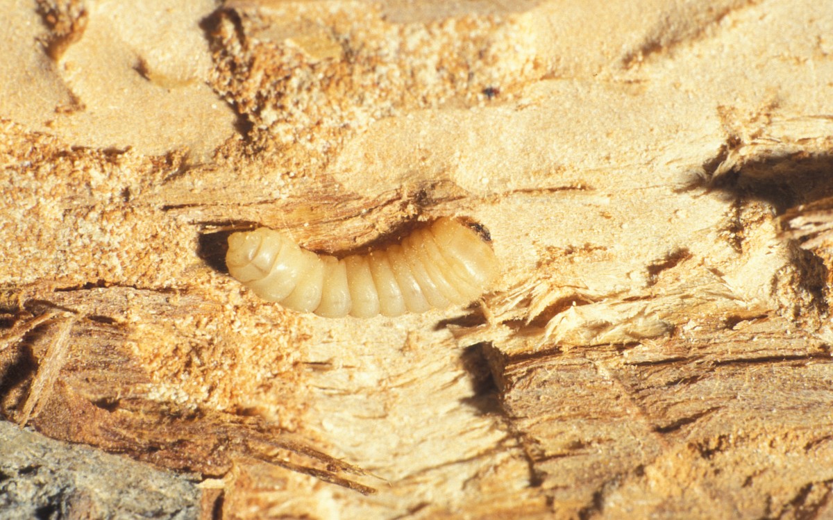 Phymatodes testaceus, Tanbark Borer
